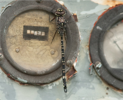 Austroaeschna parvistigma